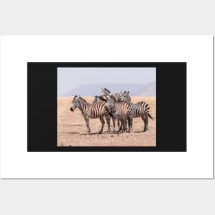 Serengeti Zebras #4 Posters and Art